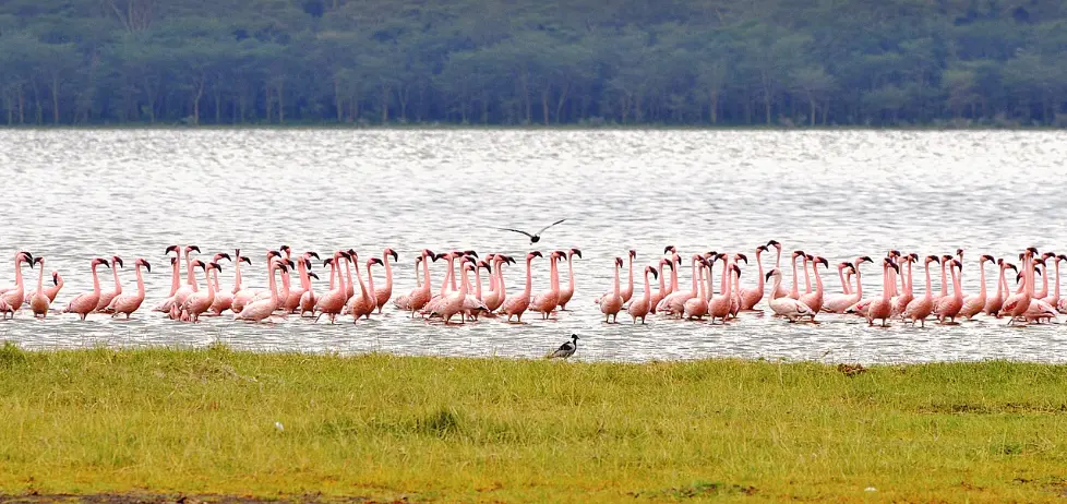 Discovering Kenya's Rich Wildlife: A Thrilling Safari Journey
